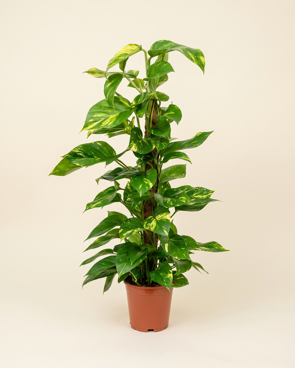 Epipremnum Golden Pothos On Moss Pole (Young) إبيبريمنوم بوتس ذهبي