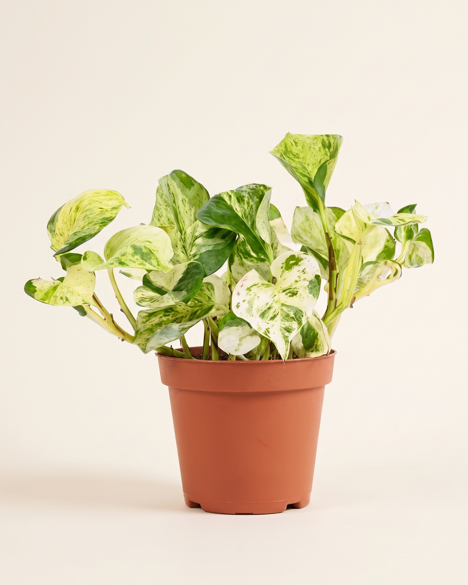 Epipremnum Happy Leaf Trailing (Young) إبيبريمنوم هابي ليف