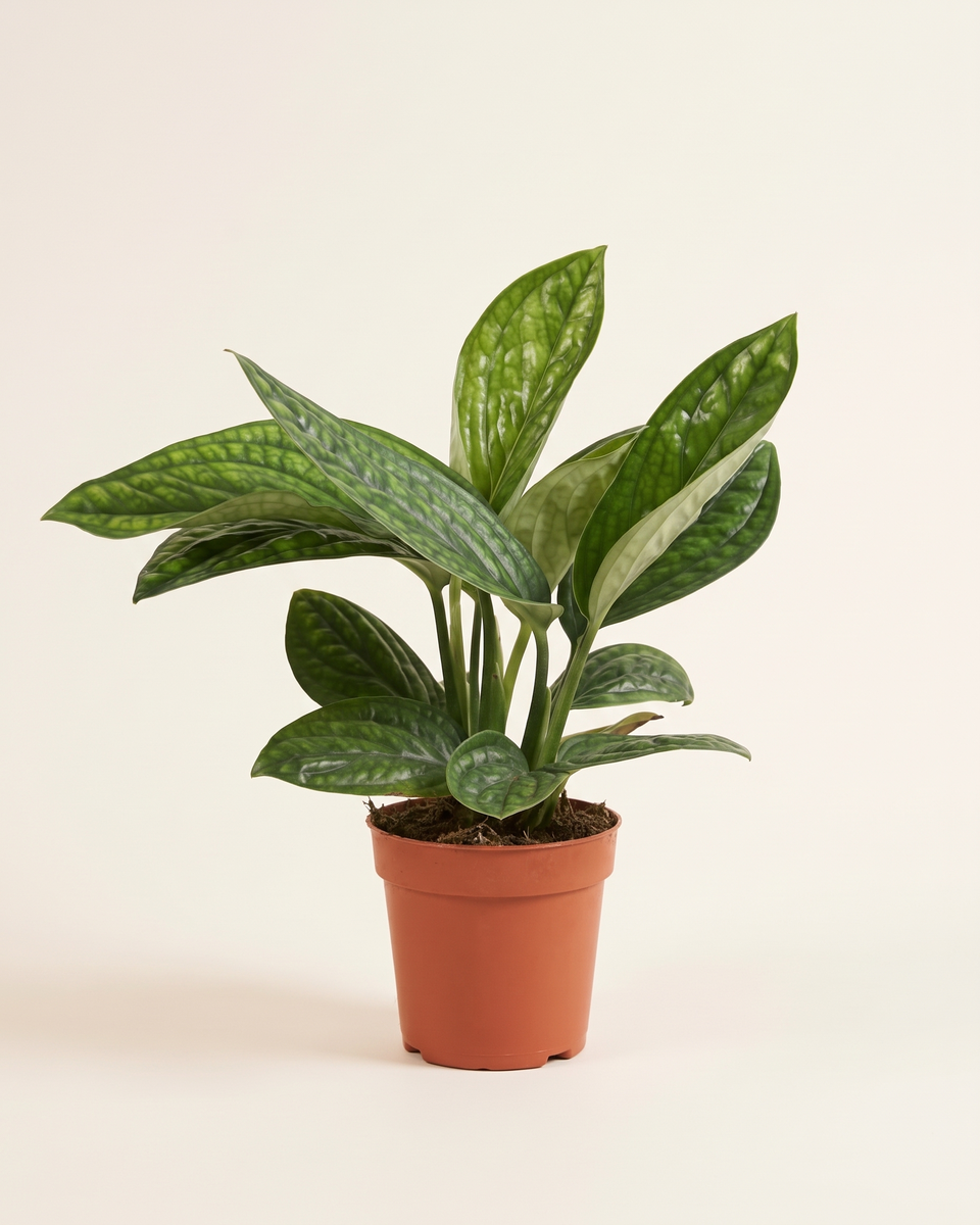 Epipremnum Marble Planet Trailing (Young) إبيبريمنوم ماربل بلانت