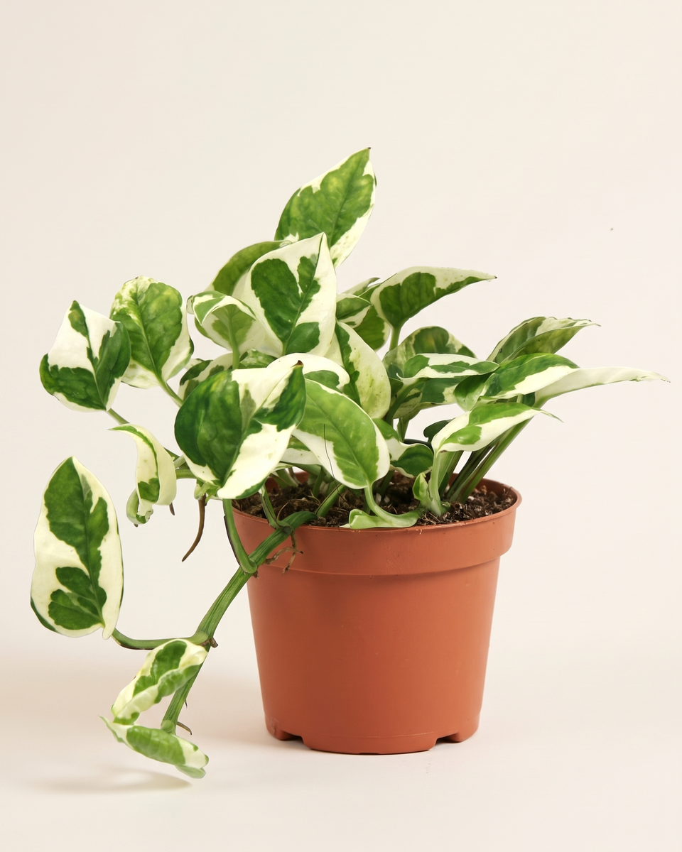 Epipremnum N'Joy Trailing (Young) إبيبريمنوم إن جوي
