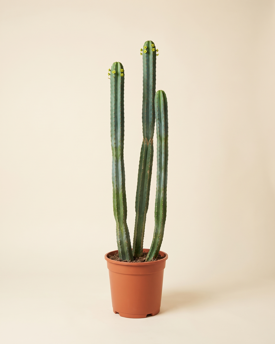 Euphorbia Ammak Column يوفوربيا