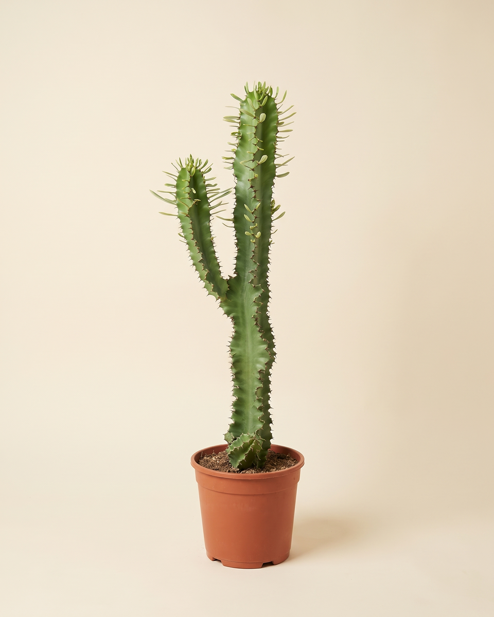 Euphorbia Ammak Variegata Candelabra يوفوربيا