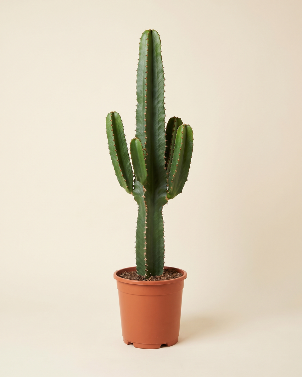 Euphorbia Erythraea Candelabra يوفوربيا