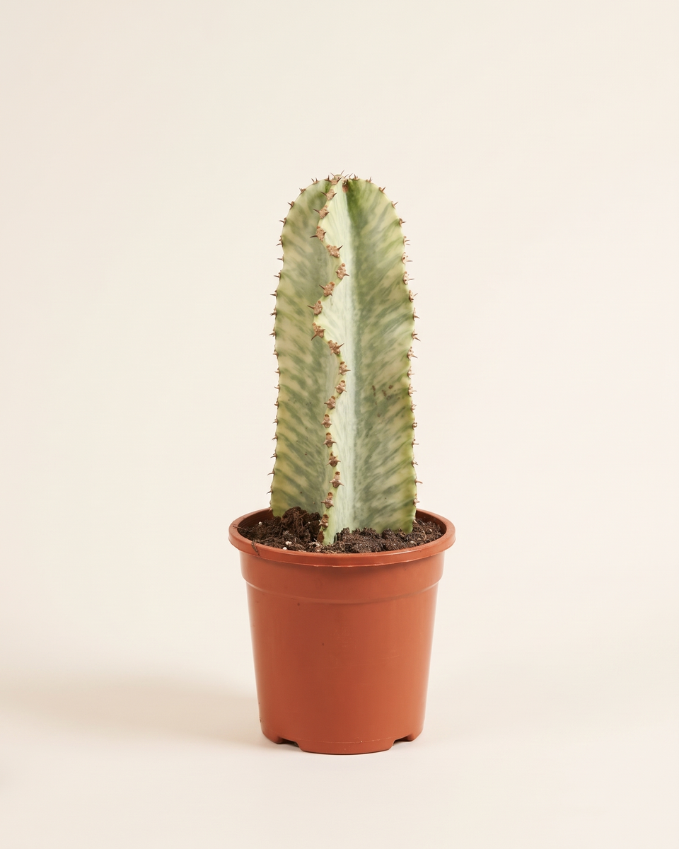 Euphorbia Ingens Variegata Column يوفوربيا