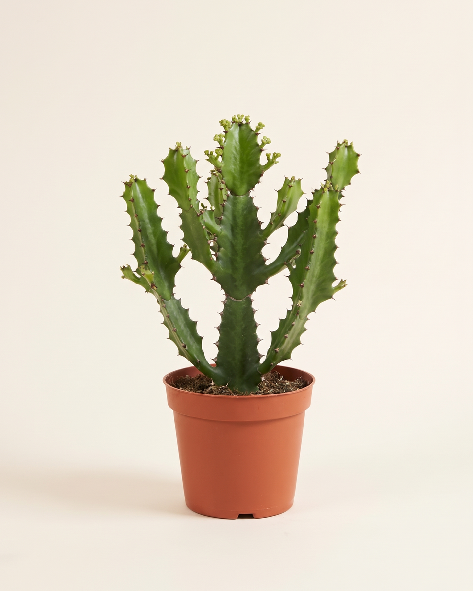 Euphorbia Lactea Candelabra (Young) يوفوربيا