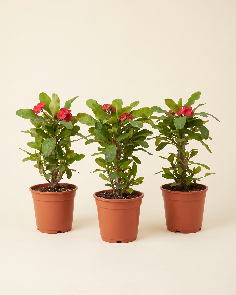 Euphorbia Milii Bush Set of 3 يوفوربيا