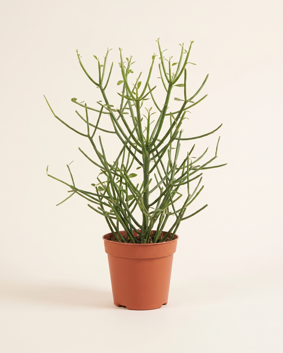 Euphorbia Tirucalli Pencil Cactus يوفوربيا
