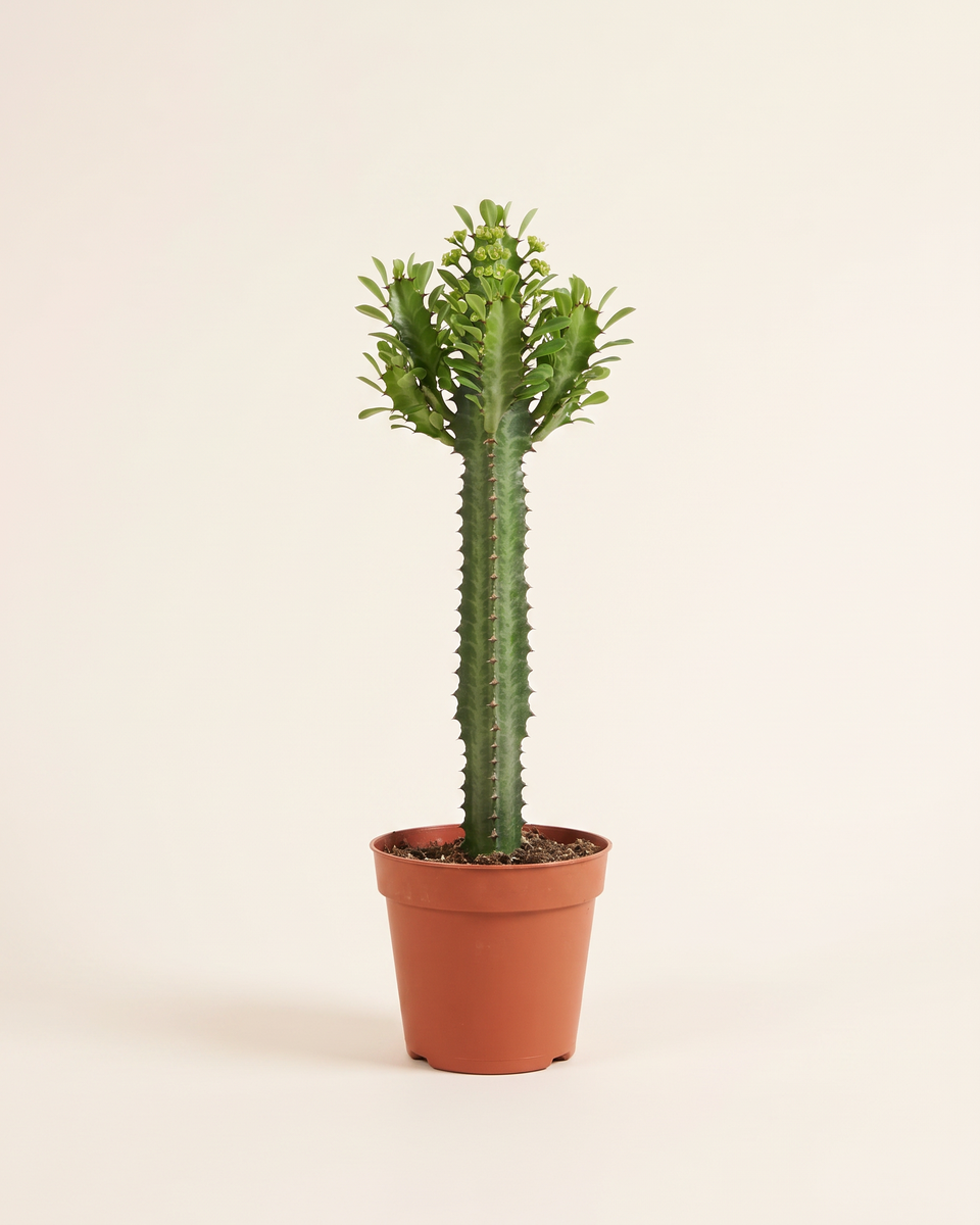 Euphorbia Trigona Column (Young) يوفوربيا