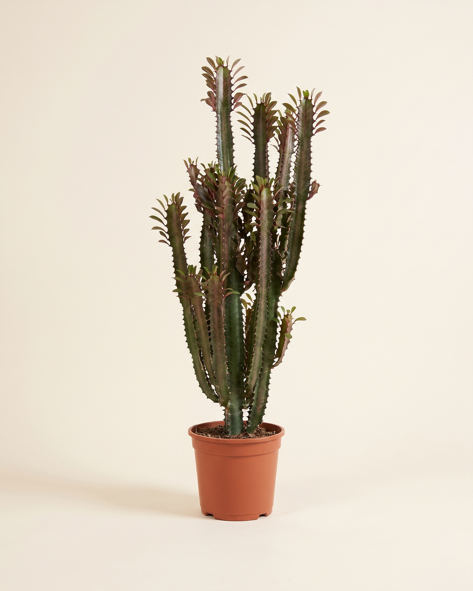 Euphorbia Trigona 1.5 M Candelabra يوفوربيا