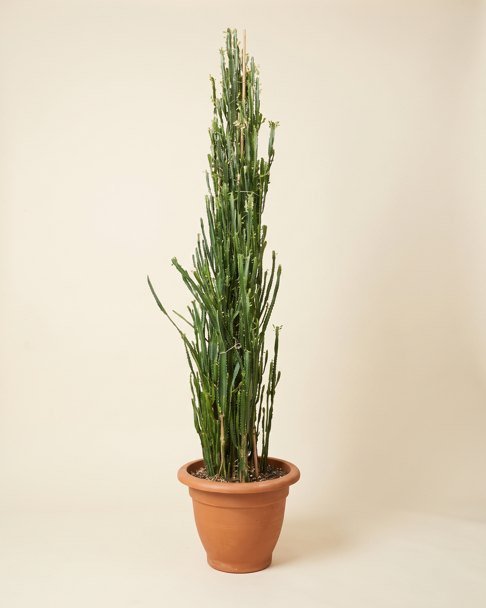 Euphorbia Trigona 3 M Candelabra (Specimen) يوفوربيا