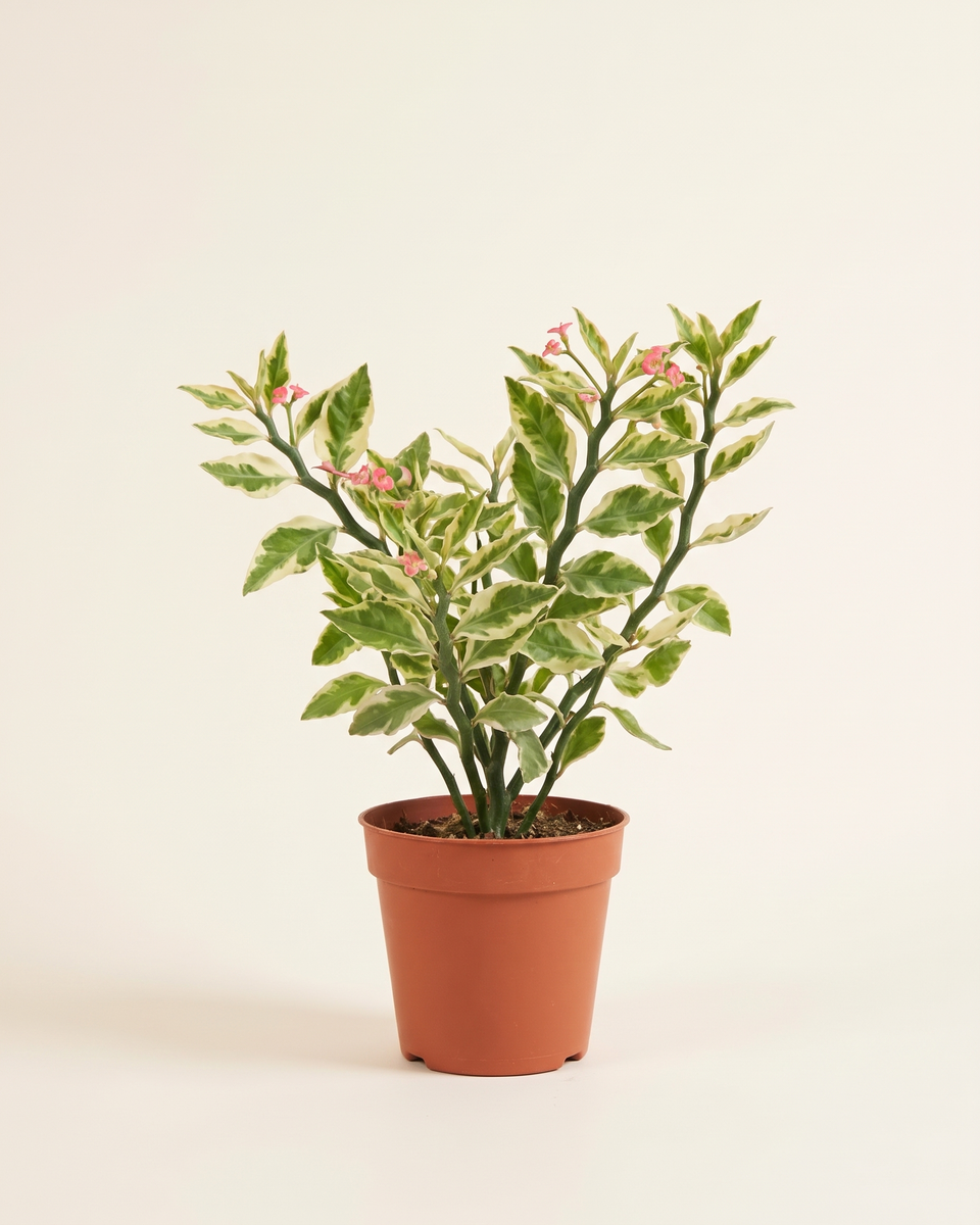 Euphorbia Variegated Bush (Young) يوفوربيا