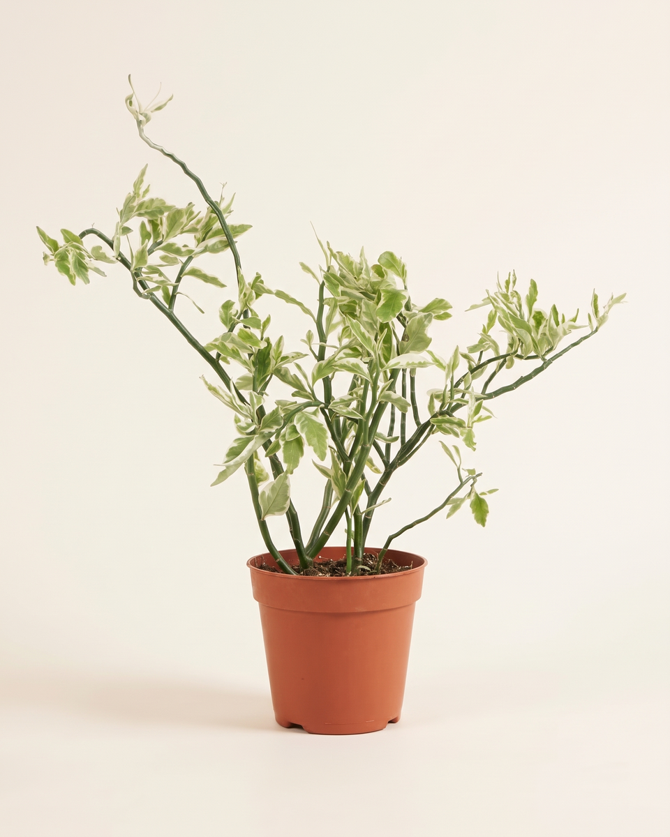 Euphorbia Variegated Bush يوفوربيا