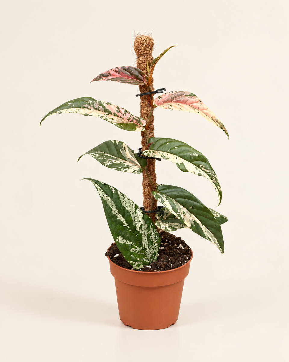 Ficus Sagittata Variegata Pink - Rare Indoor House Plant فيكس