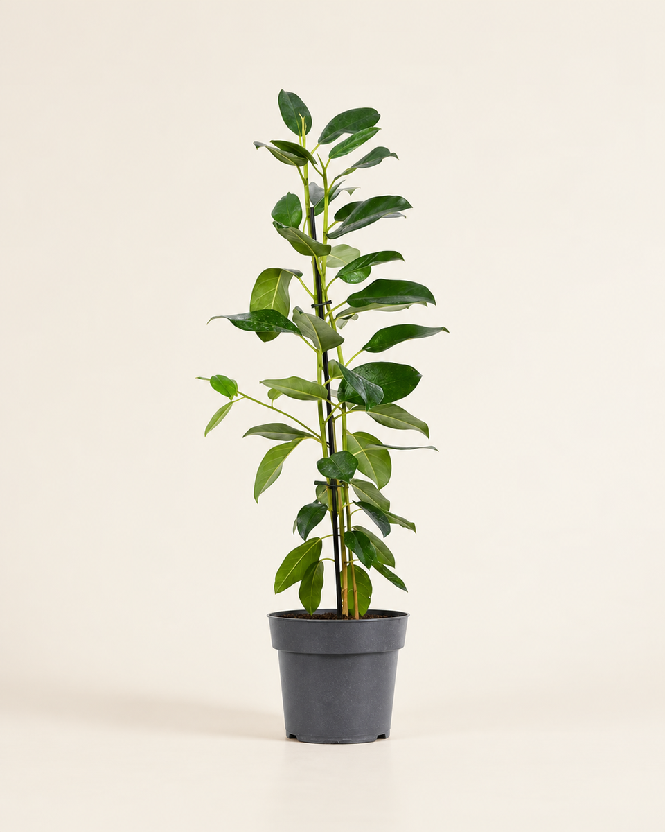 Ficus Microcarpa Fuji Shaped Plant – 65 cm Height فيكس