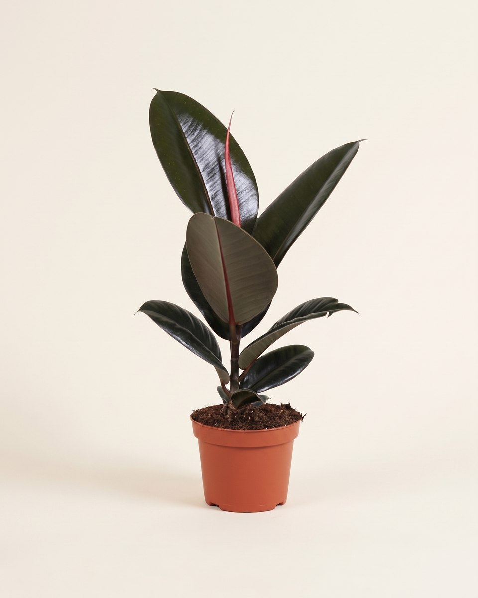 Ficus Abidjan Bush فيكس أبيدجان