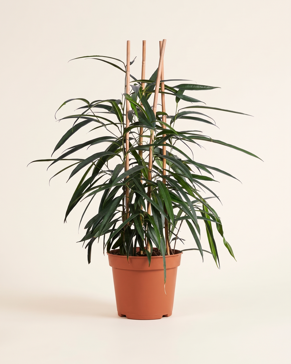 Ficus Alii Bush فيكس علي