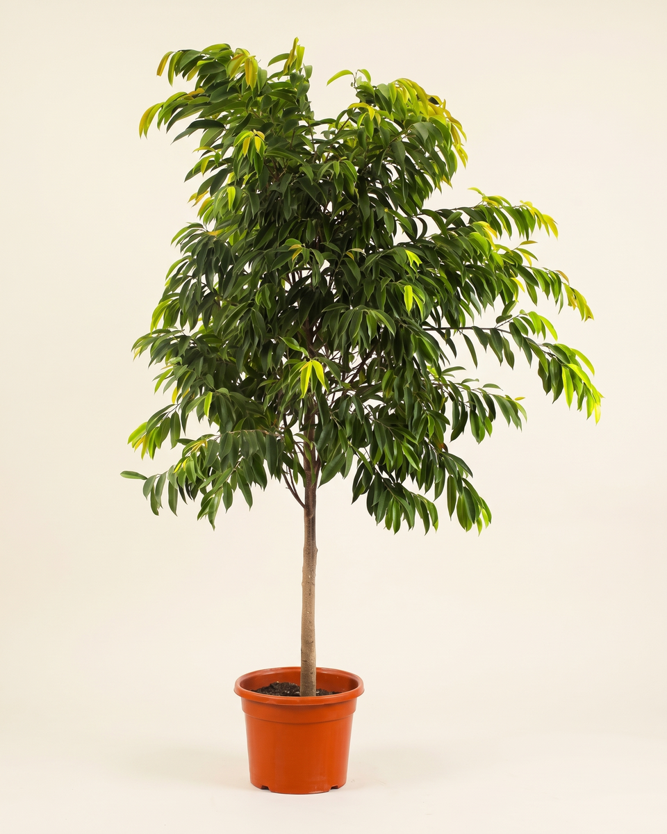 Ficus Alii Standard Tree فيكس علي