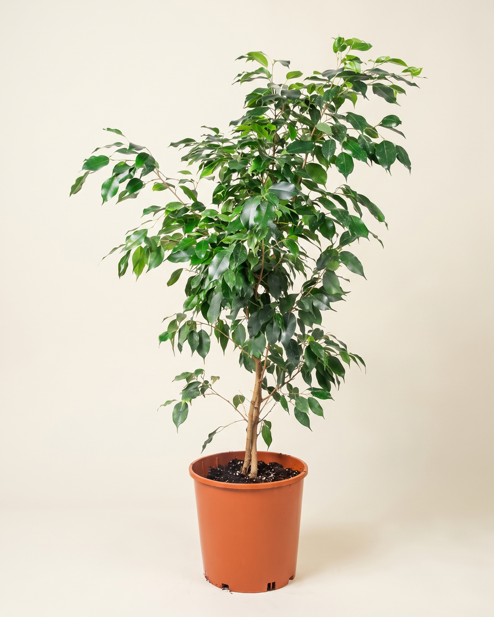 Ficus Benjamina Bush فيكس بنجامينا
