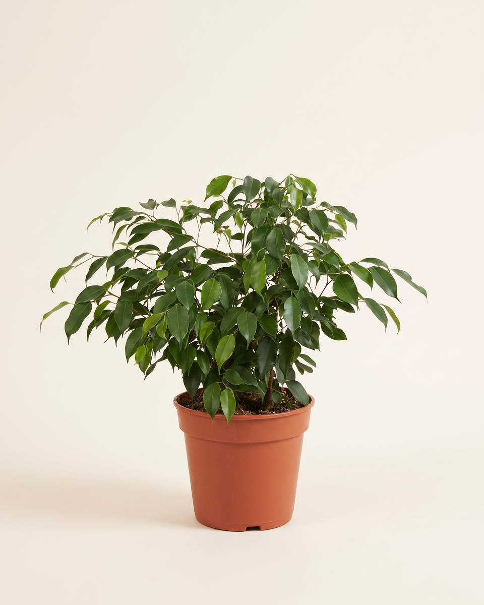 Ficus Benjamina Bush فيكس بنجامينا
