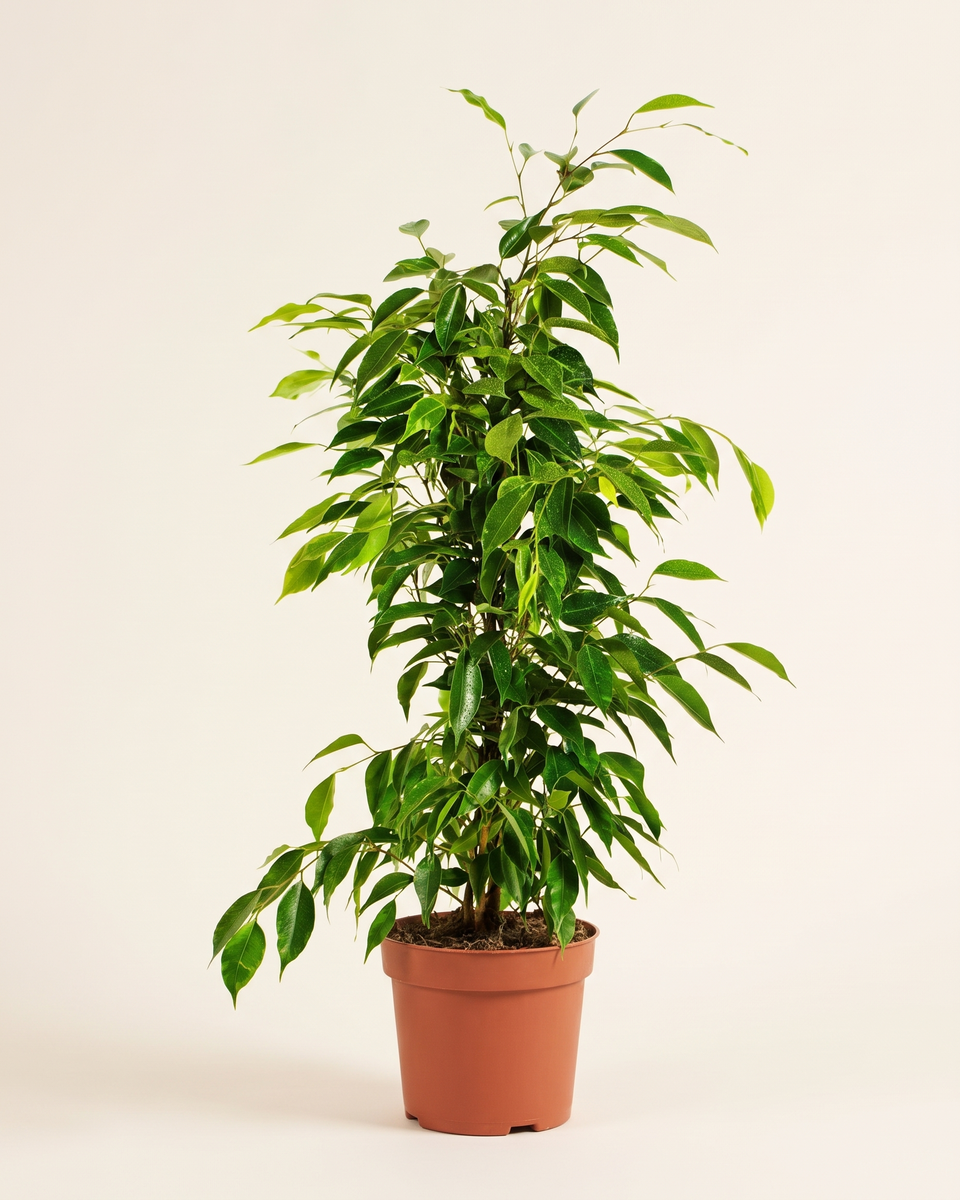 Ficus Benjamina Bush فيكس بنجامينا