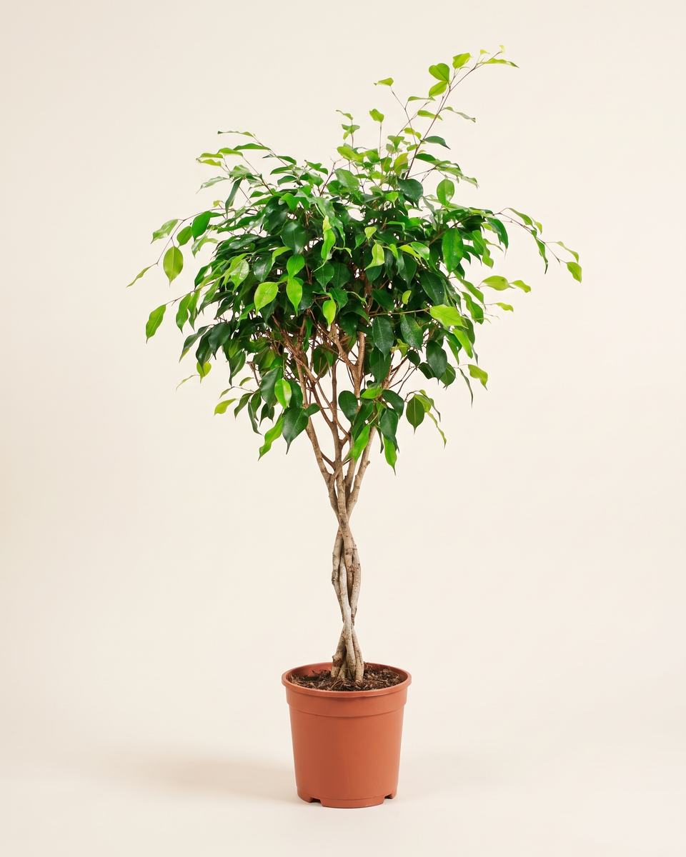 Ficus Benjamina Standard Tree فيكس بنجامينا