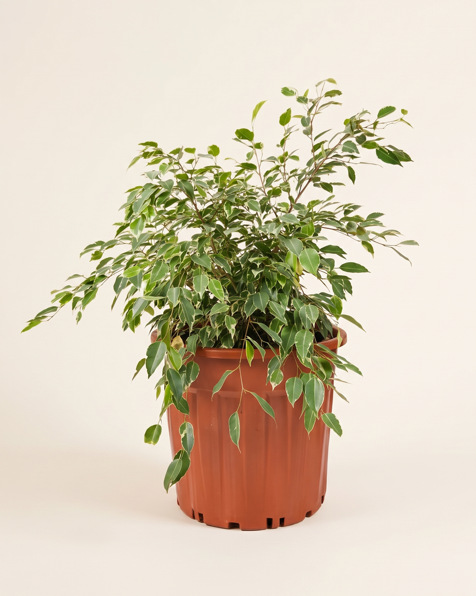 Ficus Benjamina Golden King Bush فيكس بنجامينا جولدن كينج