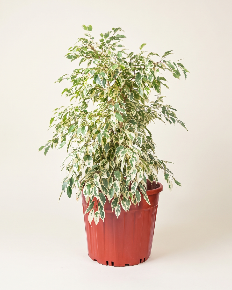 Ficus Benjamina Starlight Bush فيكس بنجامينا ستارلايت
