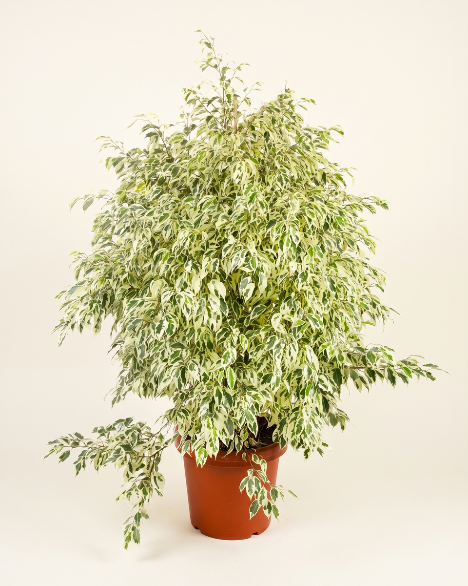 Ficus Benjamina Twilight Bush فيكس بنجامينا توايلايت