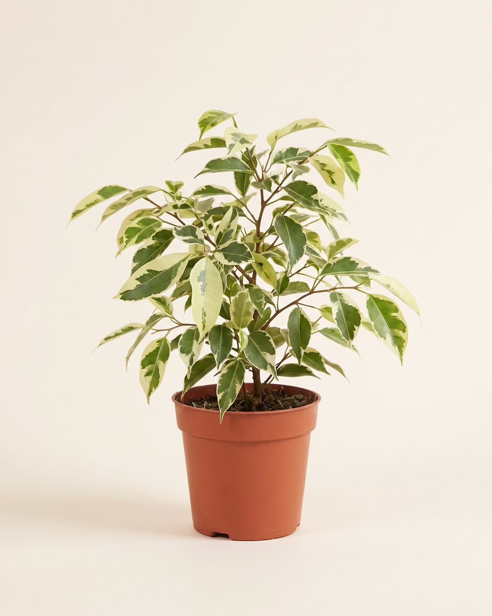 Ficus Benjamina Variegated Bush فيكس بنجامينا مبرقشة