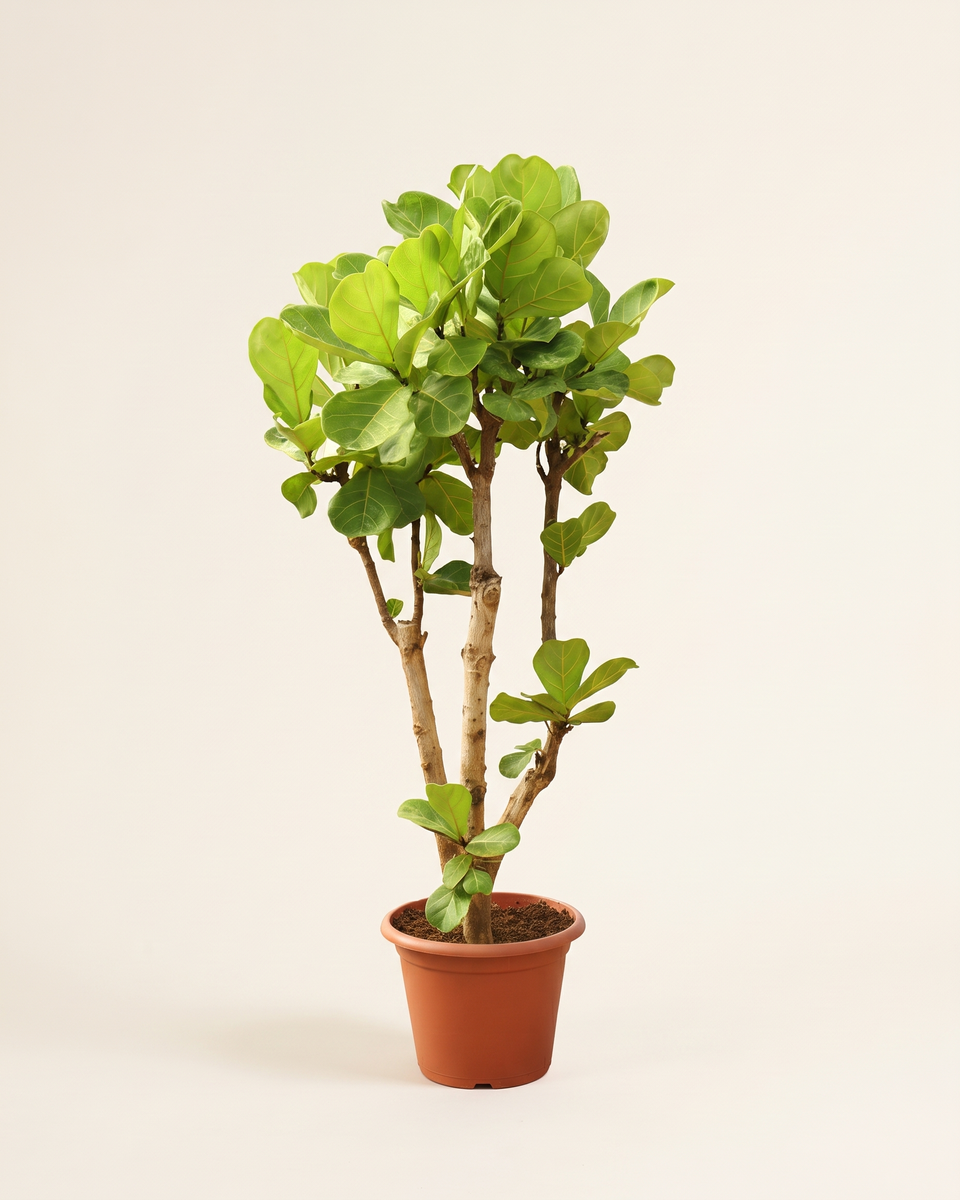 Ficus Lyrata Branched Tree فيكس ليراتا