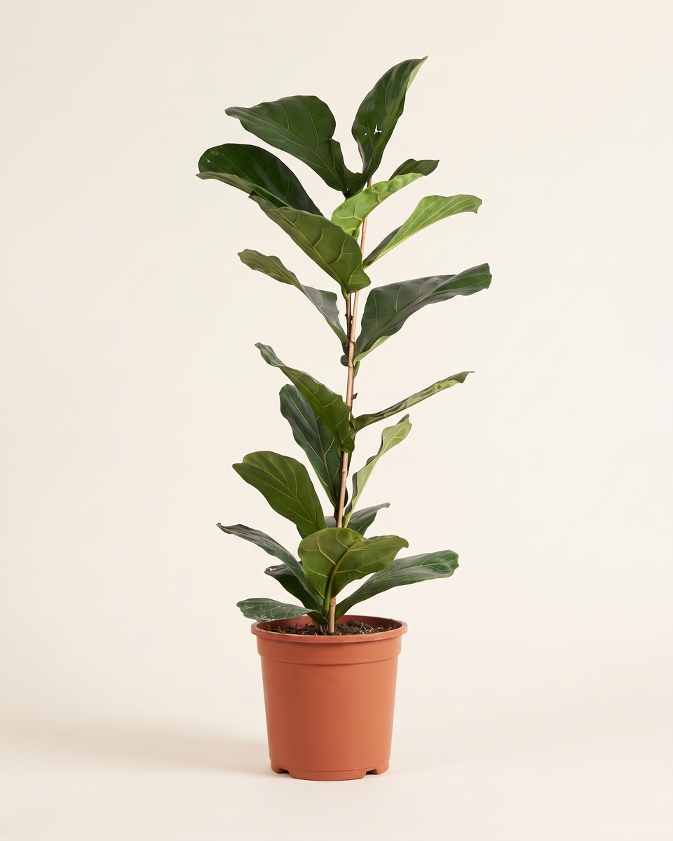 Ficus Lyrata Single Stem فيكس ليراتا