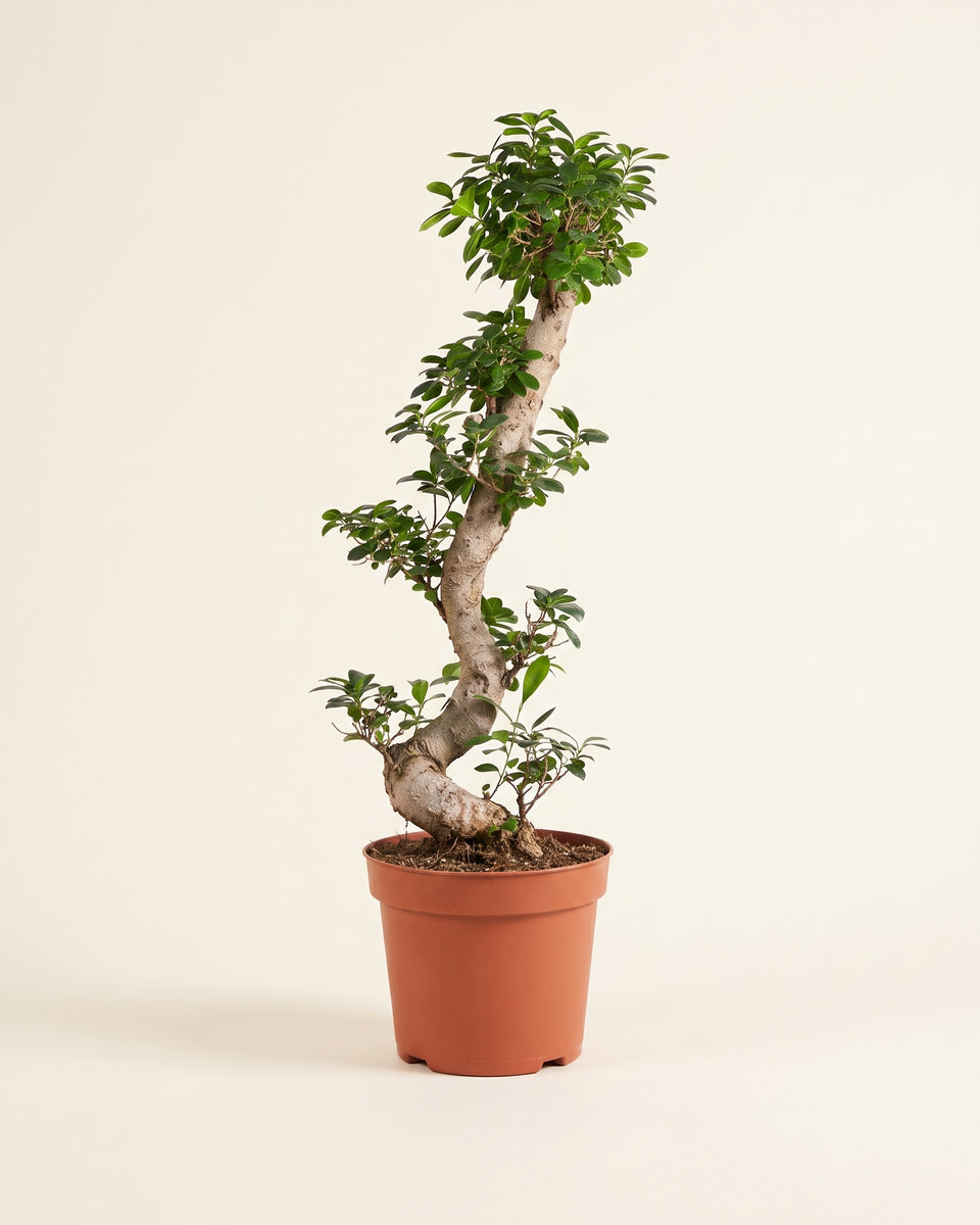 Ficus Microcarpa Bonsai Style فيكس ميكروكاربا