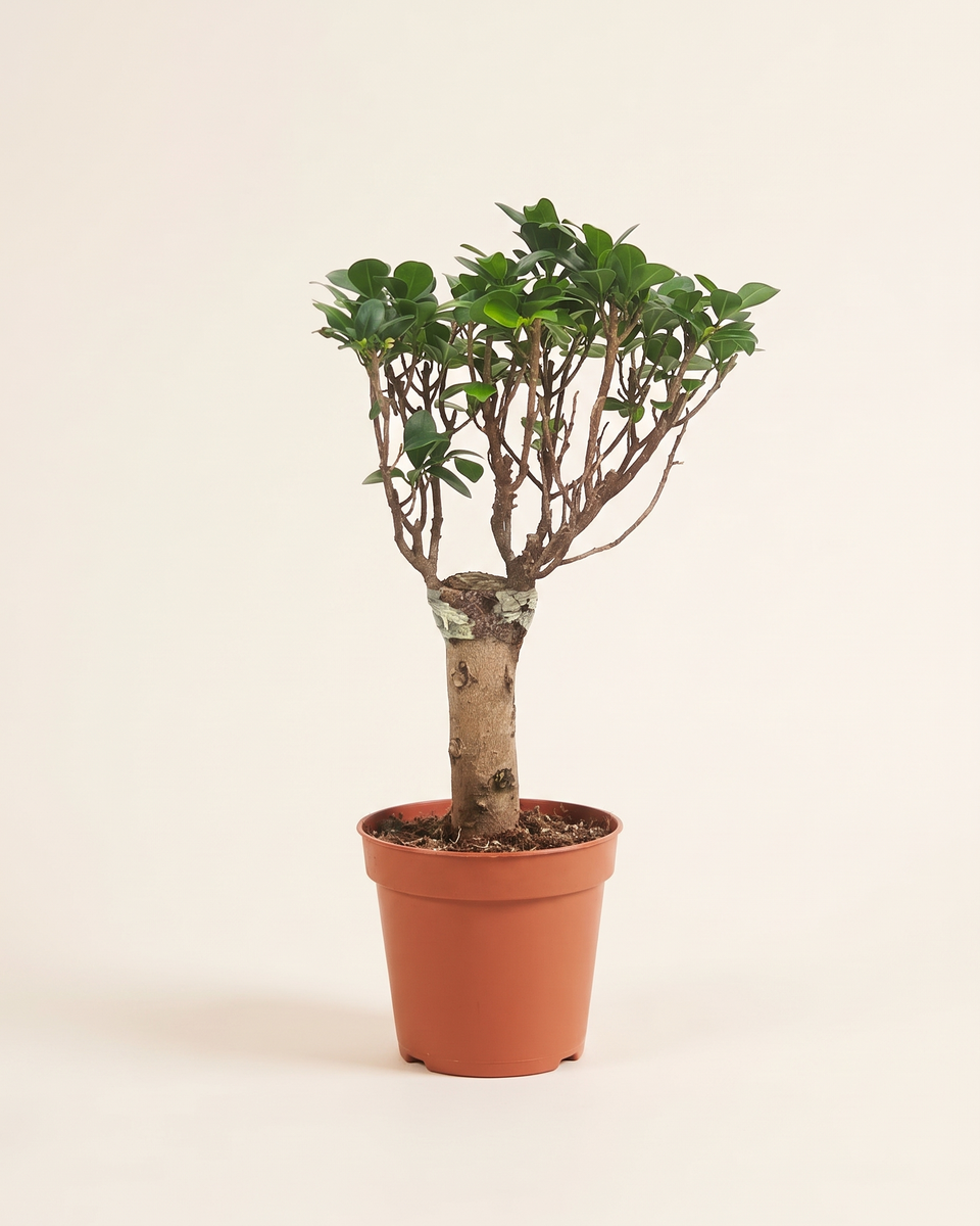 Ficus Microcarpa Standard Tree فيكس ميكروكاربا