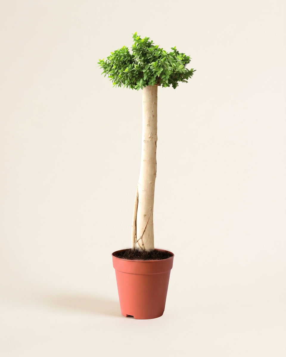Ficus Microcarpa Standard Tree فيكس ميكروكاربا
