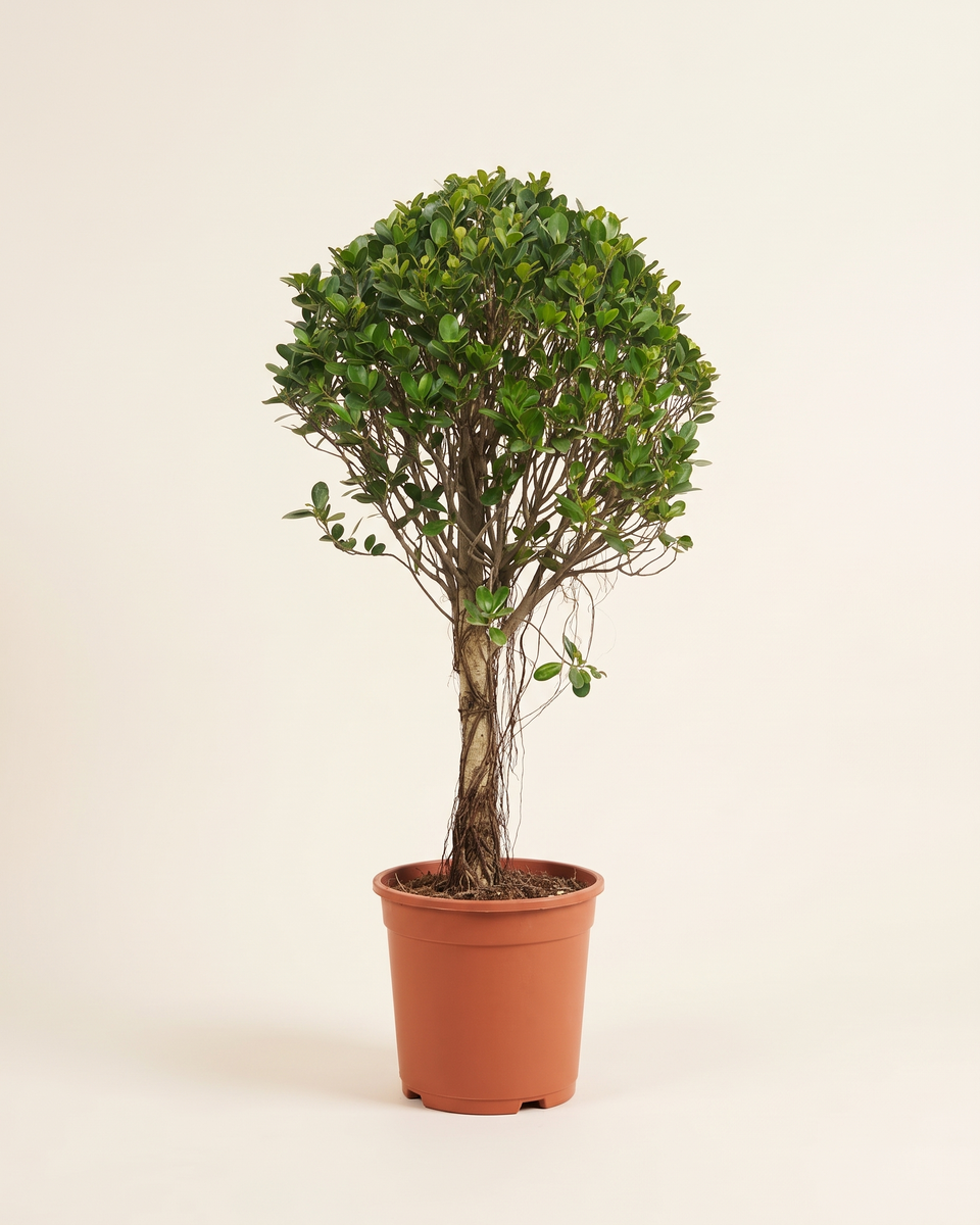 Ficus Panda Standard Tree فيكس باندا