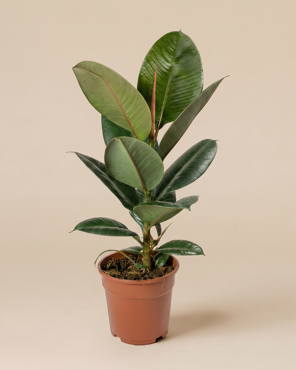 Ficus Robusta Bush فيكس روبوستا