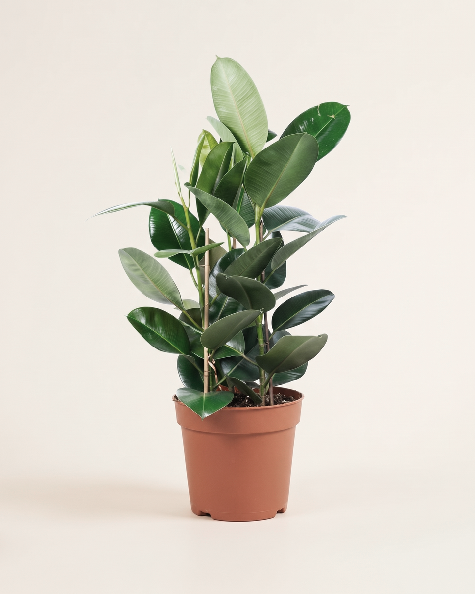 Ficus Robusta Bush فيكس روبوستا
