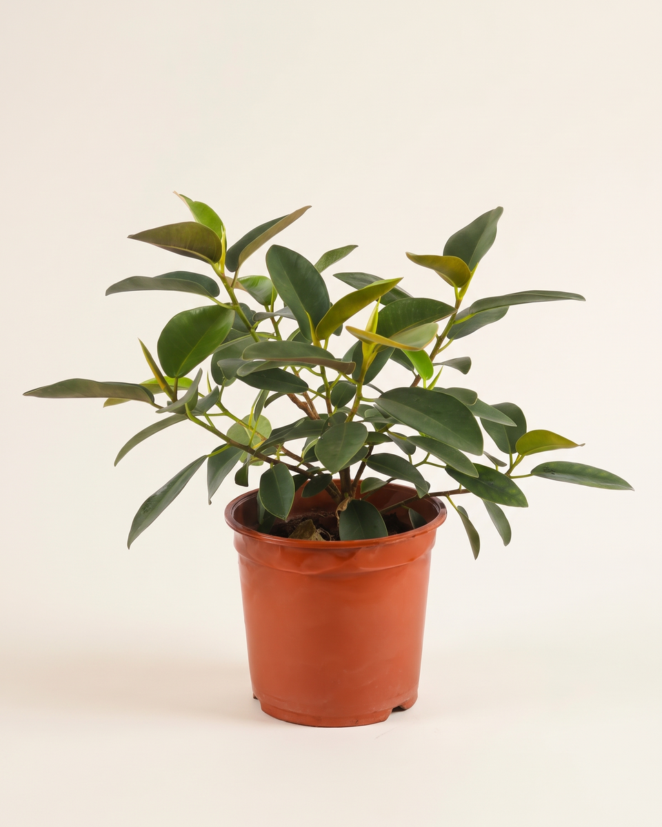 Ficus Rubiginosa Bush فيكس روبيجينوزا