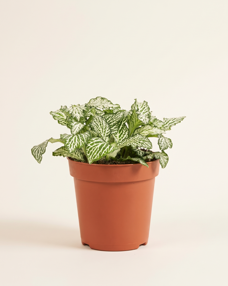 Fittonia Bianco Verde Bush (Young) فيتونيا بيانكو فيردي