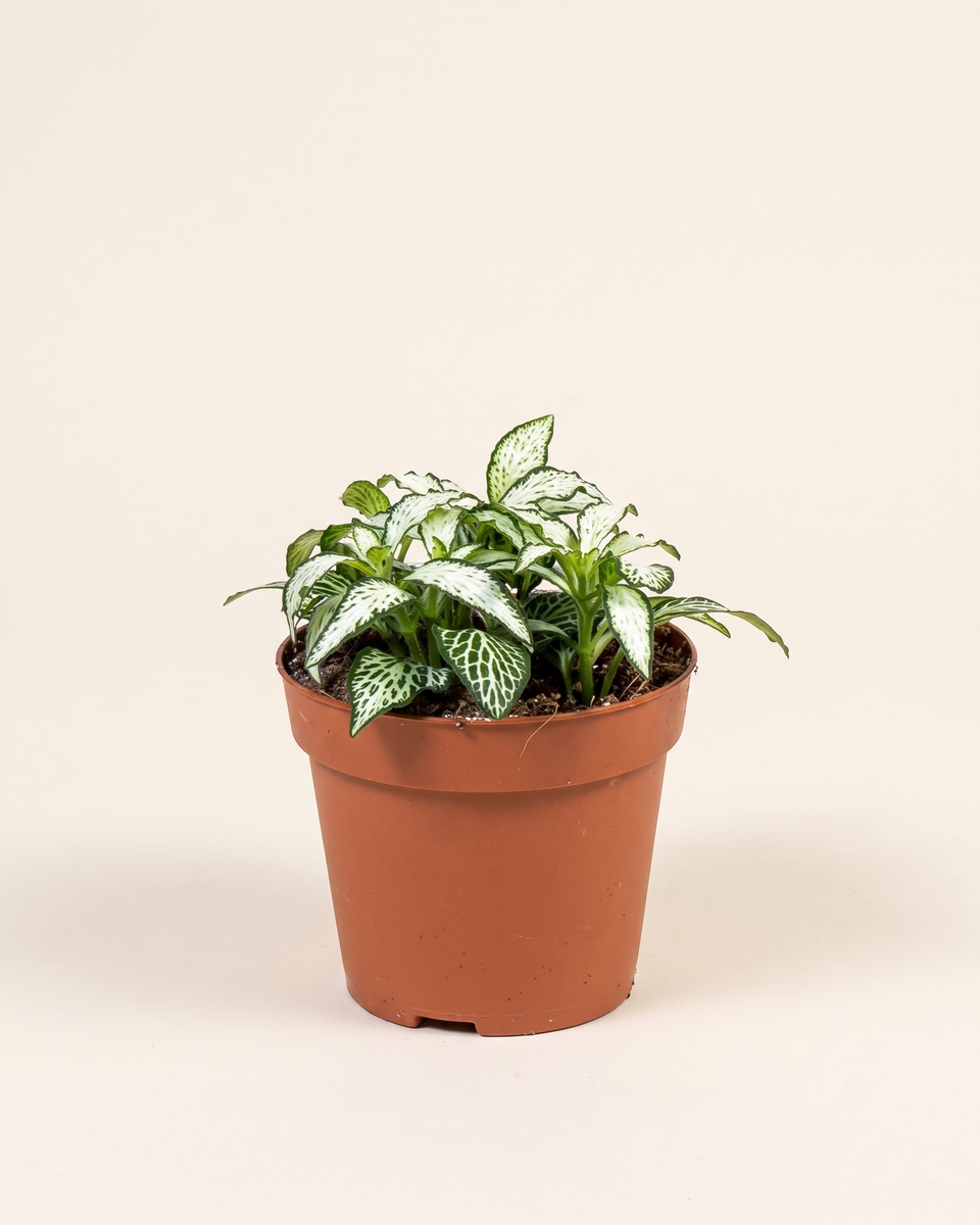 Fittonia White Tiger Bush (Young) فيتونيا وايت تايجر