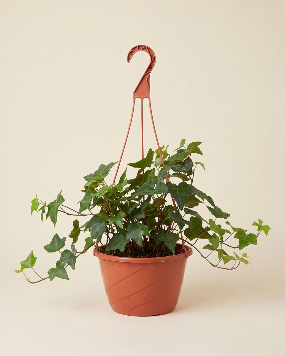 Hedera Helix Hanging هيديرا هيليكس (اللبلاب الإنجليزي)