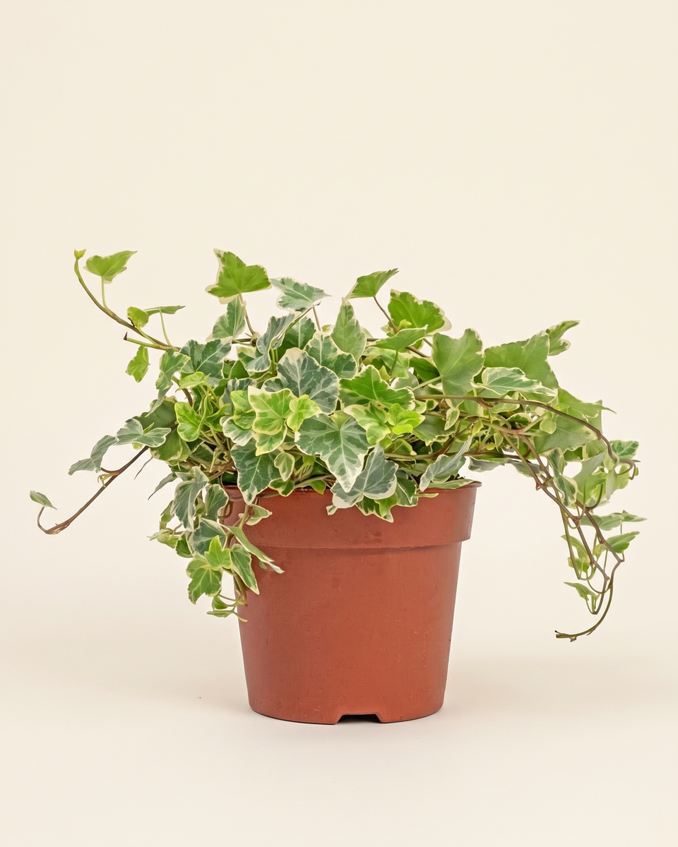 Hedera Helix Variegated Bush هيديرا هيليكس مبرقش
