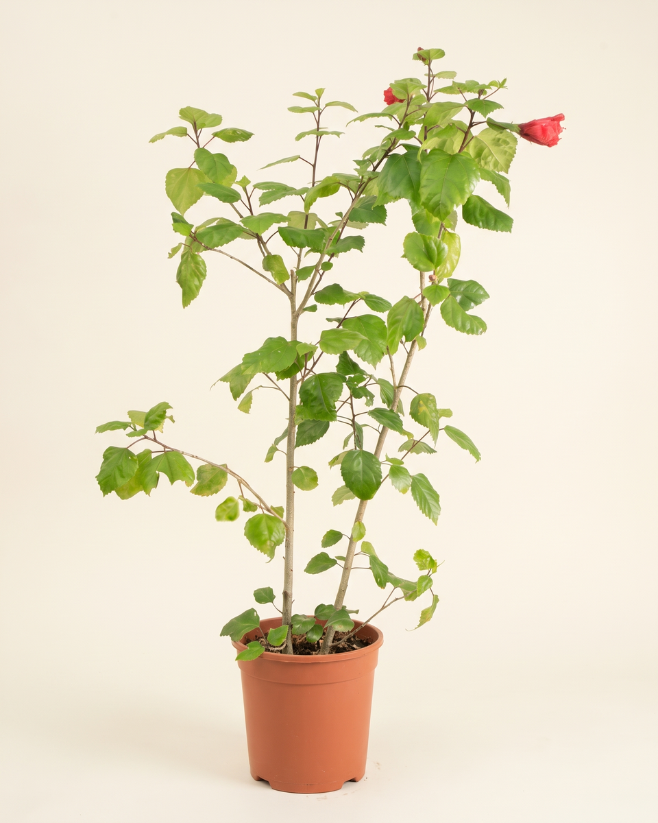 Hibiscus Bush هيبسكس