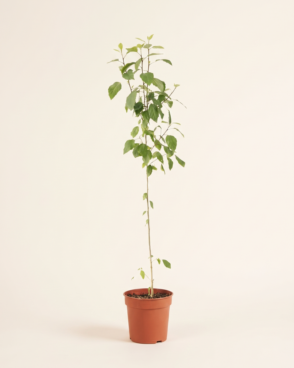 Hibiscus Bush Set of 2 (Young) هيبسكس