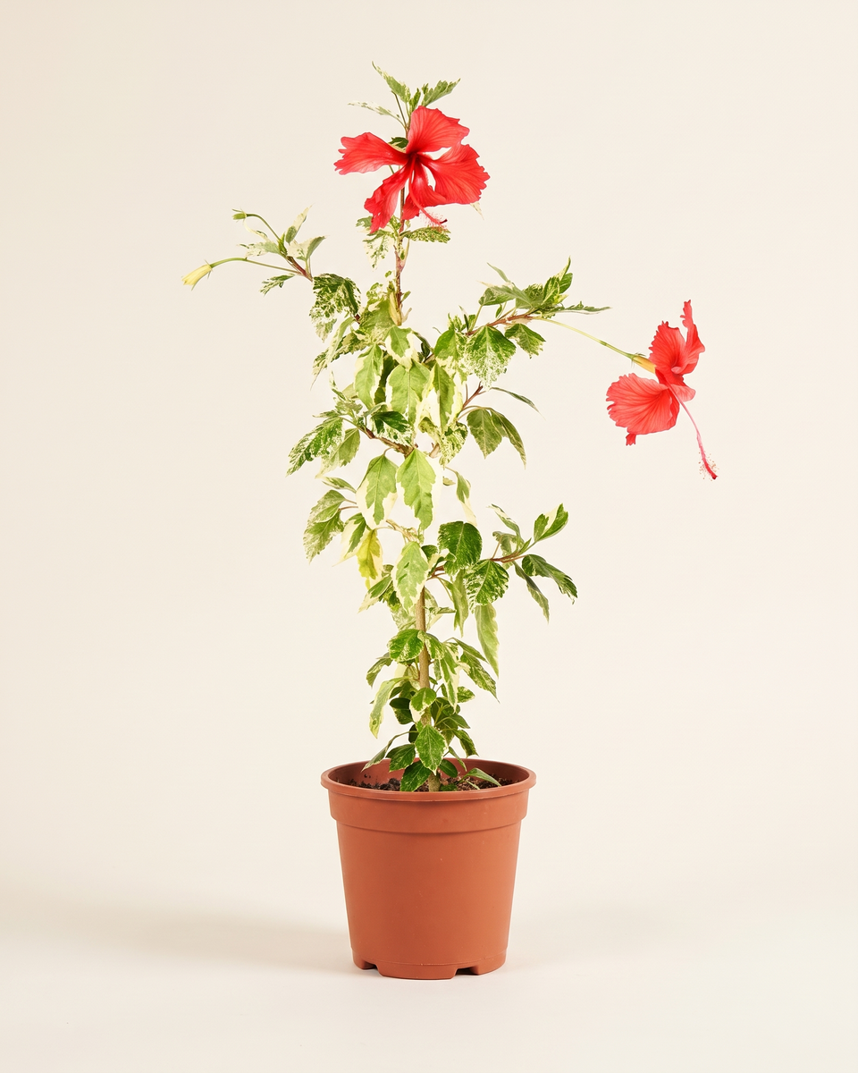 Hibiscus Mix Bush (Young) هيبسكس