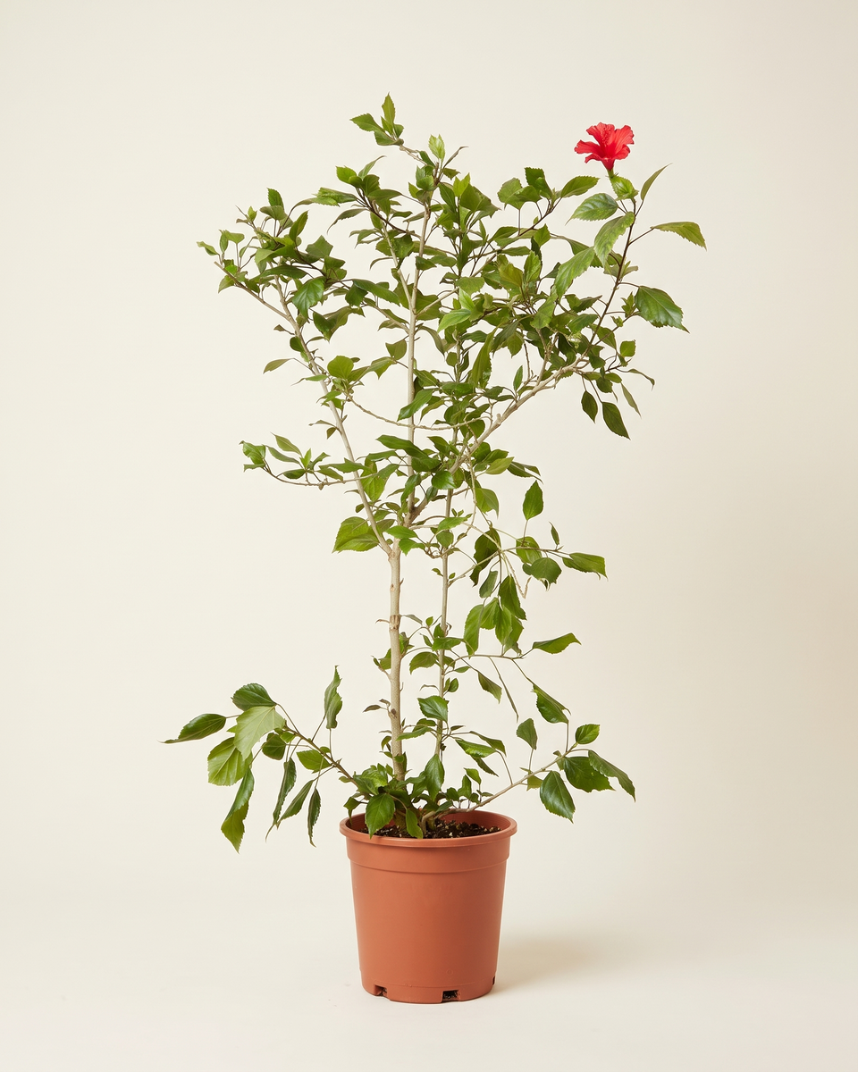 Hibiscus Red Bush هيبسكس