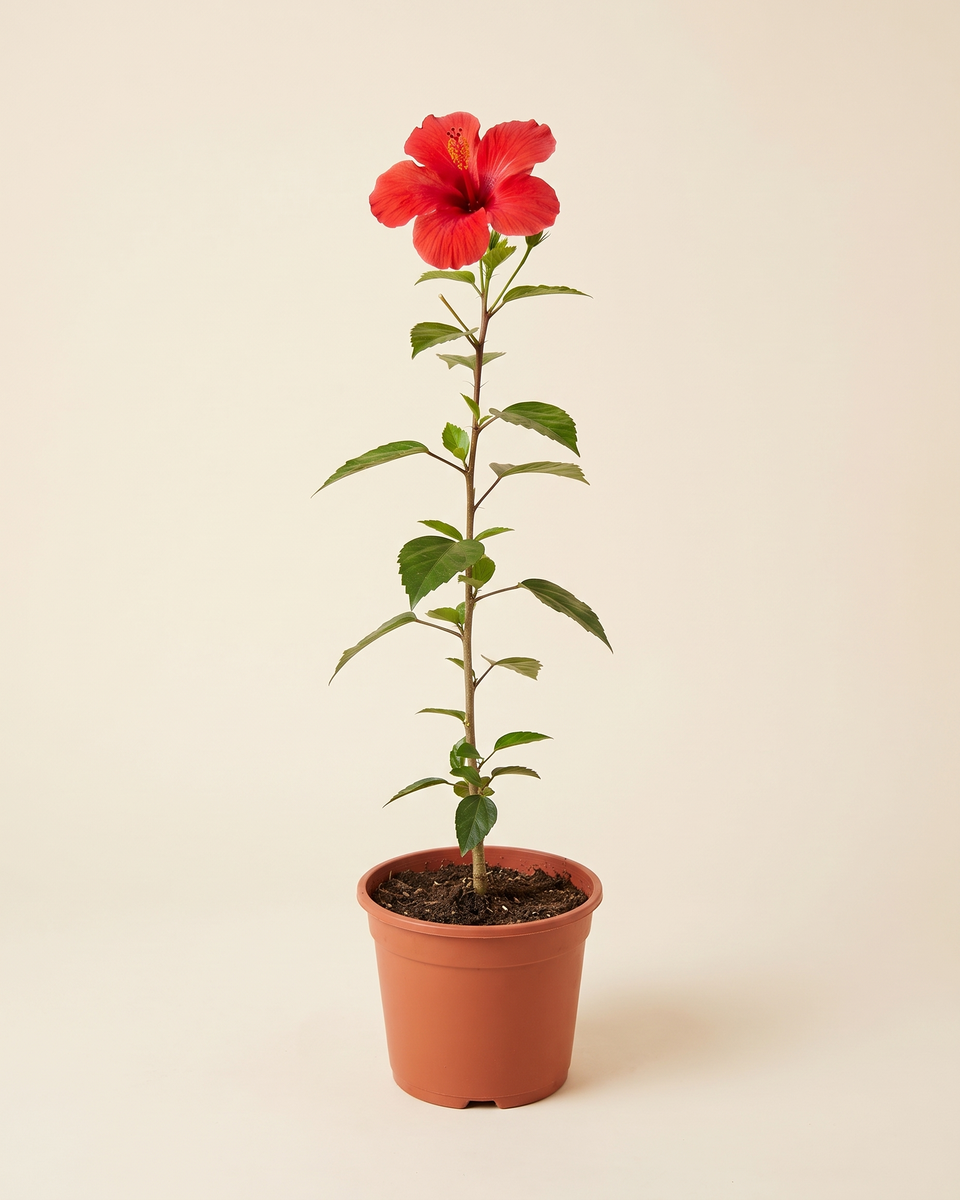 Hibiscus Red Single Stem (Young) هيبسكس