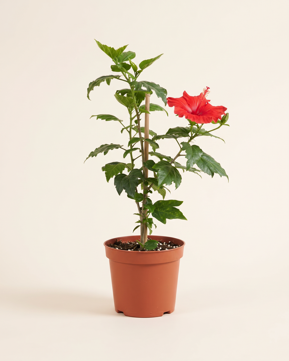 Hibiscus Red Bush هيبسكس