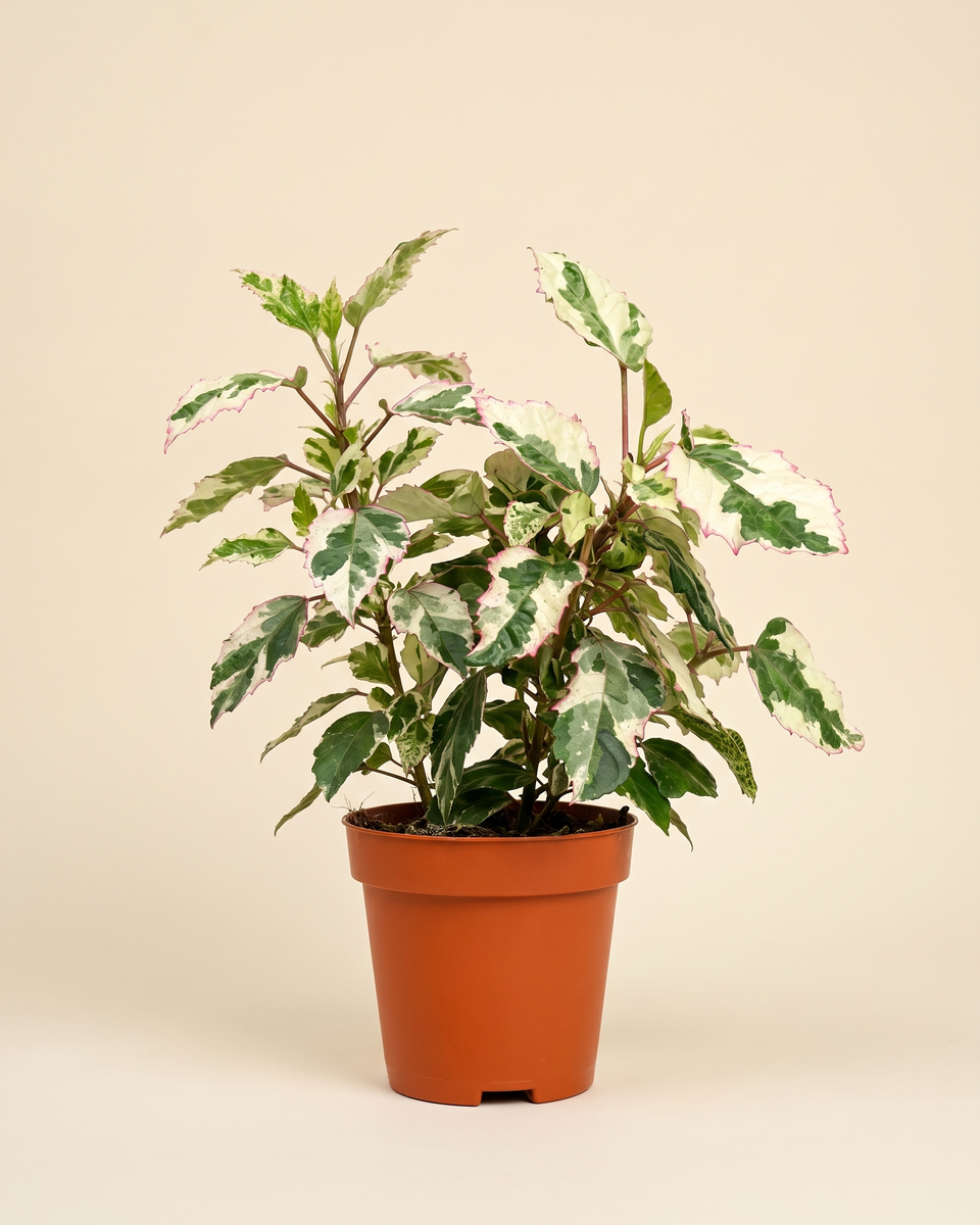 Hibiscus Variegated Bush Set of 2 (Young) هيبسكس