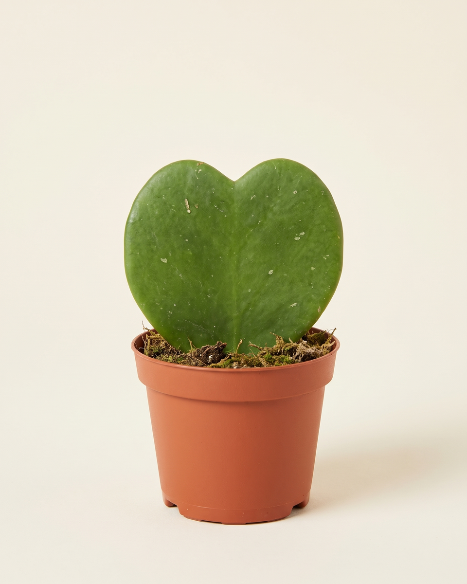 Hoya Kerrii Single Leaf هويا كيري (قلب)